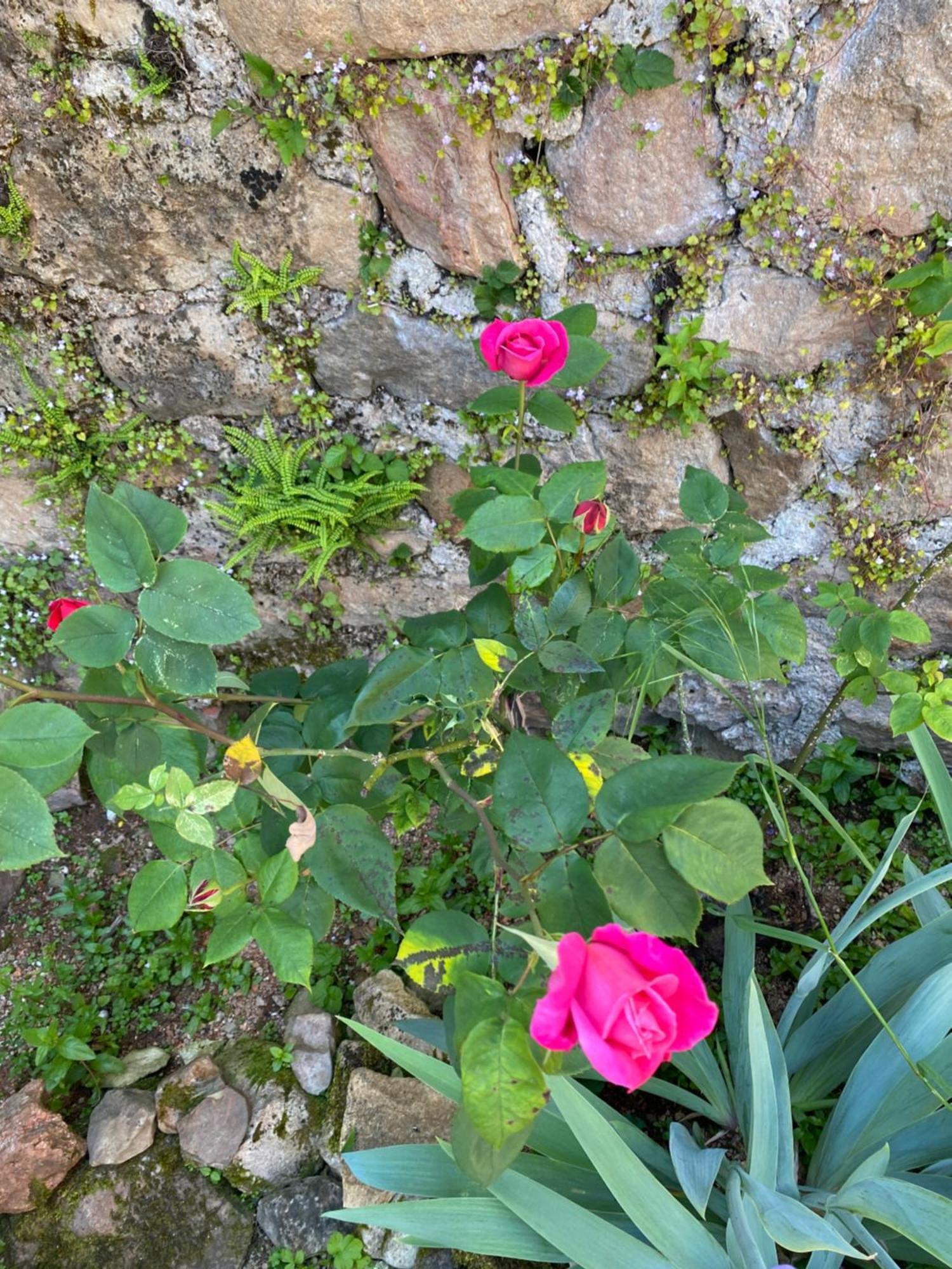 Ferme Fleurie Bed & Breakfast Bergesserin ภายนอก รูปภาพ